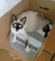 Filhotes