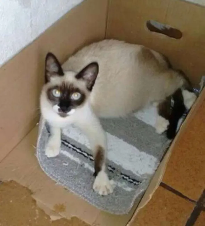 Gato ra a Sem raça definida idade 2 a 6 meses nome Filhotes