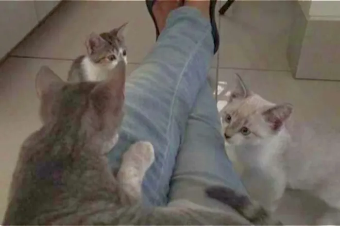 Gato ra a Sem raça definida idade 2 a 6 meses nome Filhotes