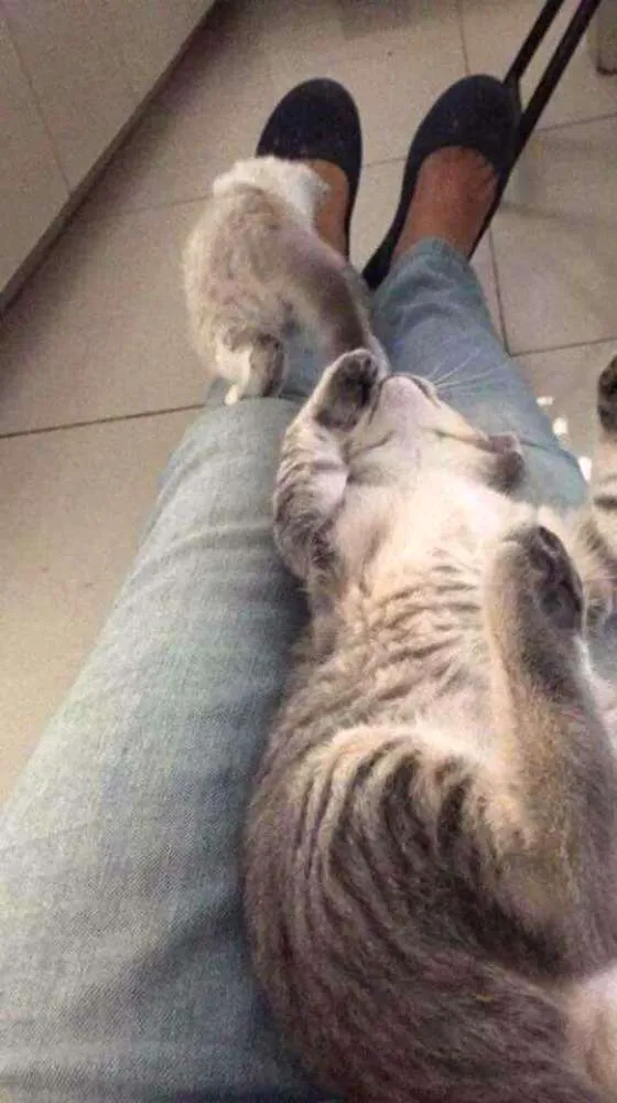 Gato ra a Sem raça definida idade 2 a 6 meses nome Filhotes