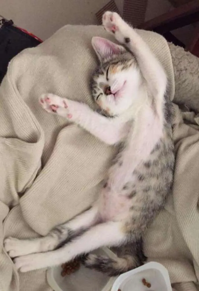 Gato ra a Sem raça definida idade 2 a 6 meses nome Filhotes