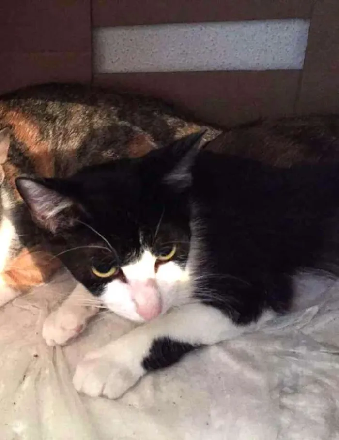 Gato ra a Sem raça definida idade 2 a 6 meses nome Filhotes
