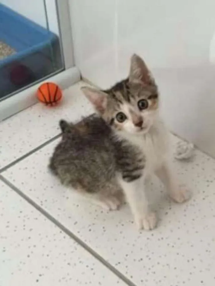 Gato ra a Sem raça definida idade 2 a 6 meses nome Filhotes