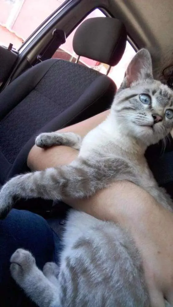 Gato ra a Sem raça definida idade 2 a 6 meses nome Filhotes