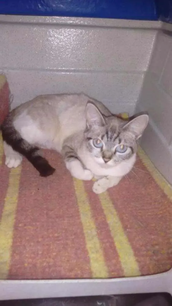 Gato ra a Sem raça definida idade 2 a 6 meses nome Filhotes