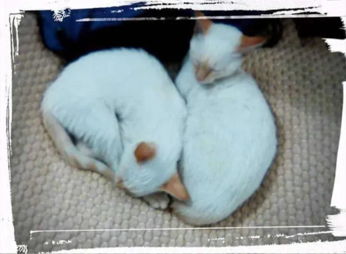 Gato ra a Sem raça definida idade 2 a 6 meses nome Filhotes