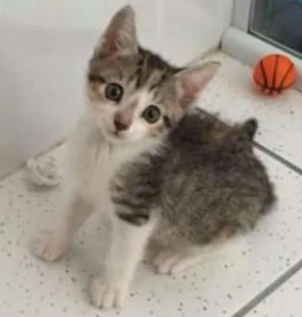 Gato ra a Sem raça definida idade 2 a 6 meses nome Filhotes
