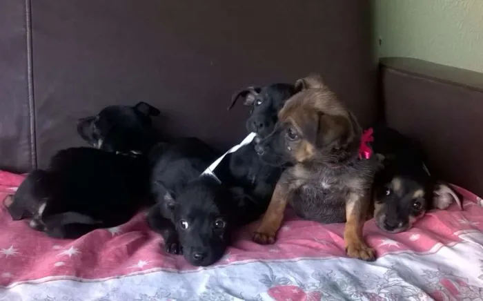 Cachorro ra a SRD idade 2 a 6 meses nome Lindinhos