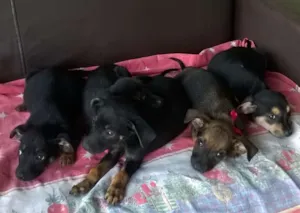 Cachorro raça SRD idade 2 a 6 meses nome Lindinhos