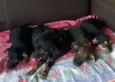 Lindinhos