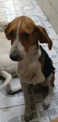 BELINHA
