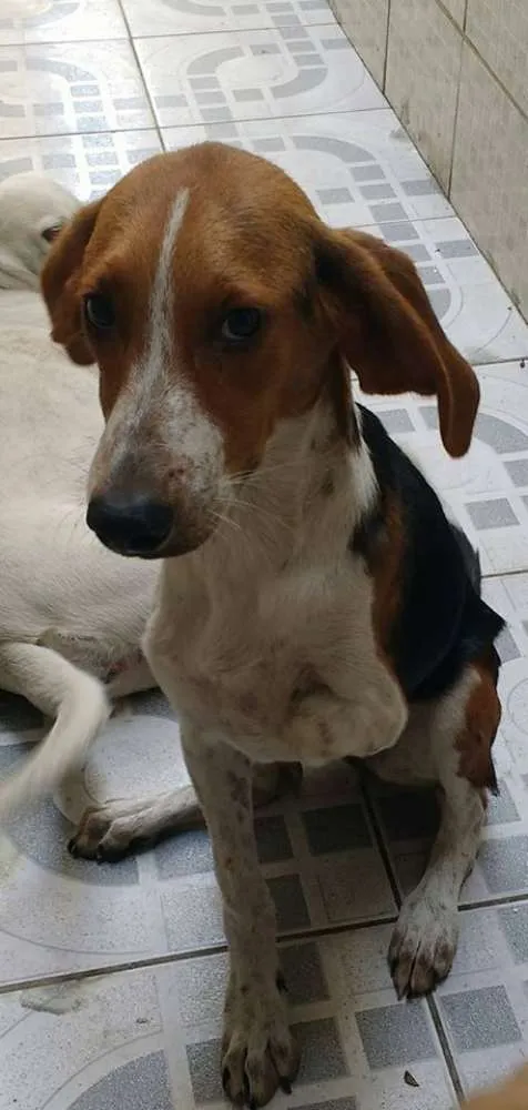 Cachorro raça MESTICO DE BIGOL idade 2 a 6 meses nome BELINHA