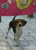 BELINHA