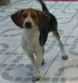 BELINHA