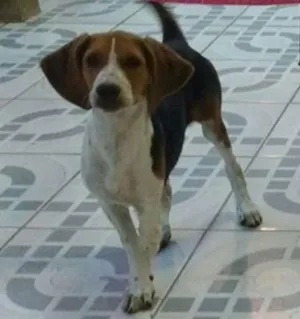 Cachorro raça MESTICO DE BIGOL idade 2 a 6 meses nome BELINHA