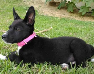 Cachorro raça Vira lata idade 2 a 6 meses nome Kiara 