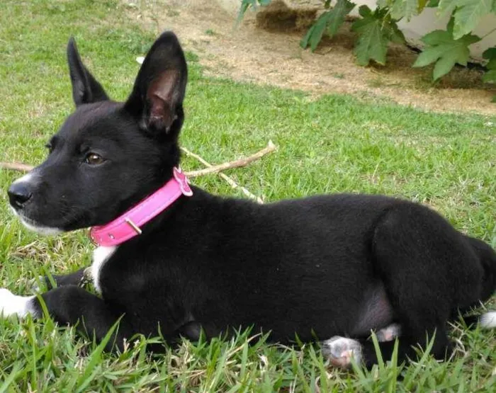 Cachorro ra a Vira lata idade 2 a 6 meses nome Kiara 