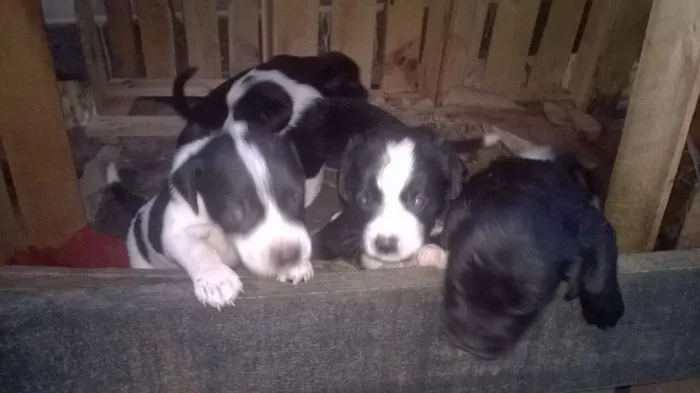 Cachorro ra a basset com vira-lata idade Abaixo de 2 meses nome sem nome