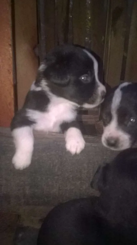 Cachorro ra a basset com vira-lata idade Abaixo de 2 meses nome sem nome