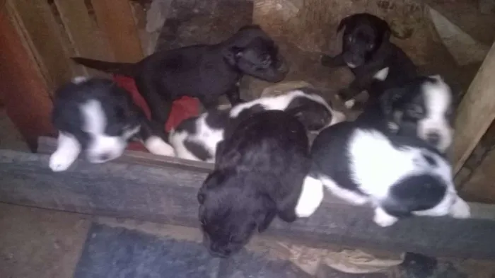 Cachorro ra a basset com vira-lata idade Abaixo de 2 meses nome sem nome