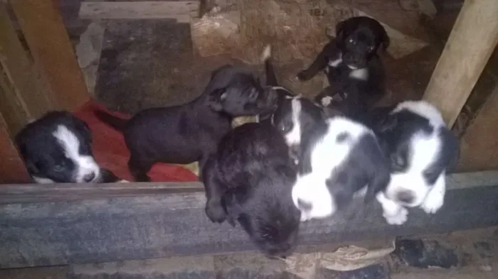 Cachorro ra a basset com vira-lata idade Abaixo de 2 meses nome sem nome