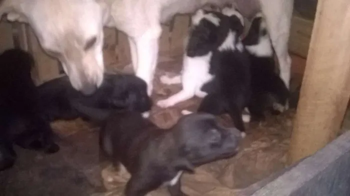 Cachorro ra a basset com vira-lata idade Abaixo de 2 meses nome sem nome