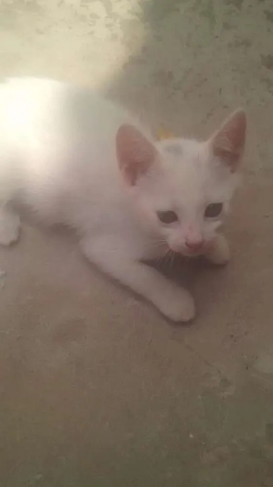 Gato raça  idade 2 a 6 meses nome Sem nome