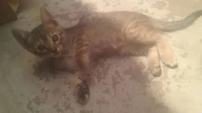Gato raça  idade 2 a 6 meses nome Sem nome