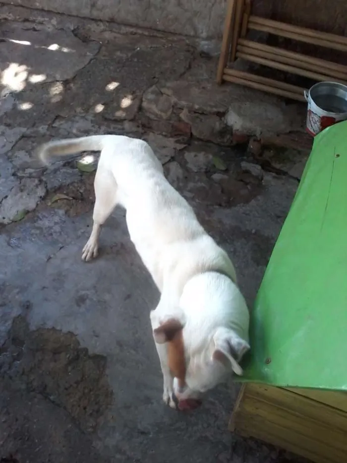 Cachorro raça Pitbull com Labrador idade 1 ano nome Marley
