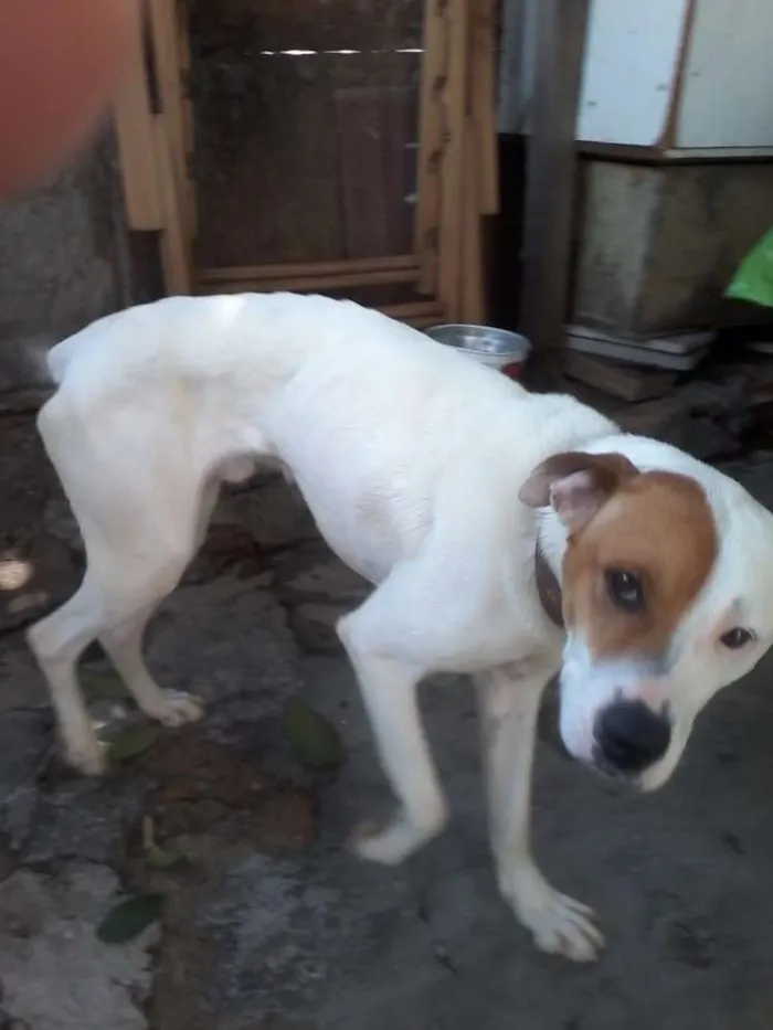 Cachorro raça Pitbull com Labrador idade 1 ano nome Marley
