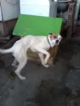 Marley