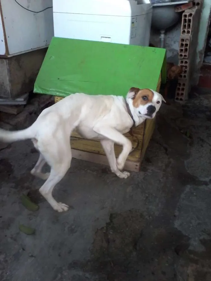 Cachorro raça Pitbull com Labrador idade 1 ano nome Marley