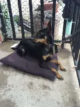 duke