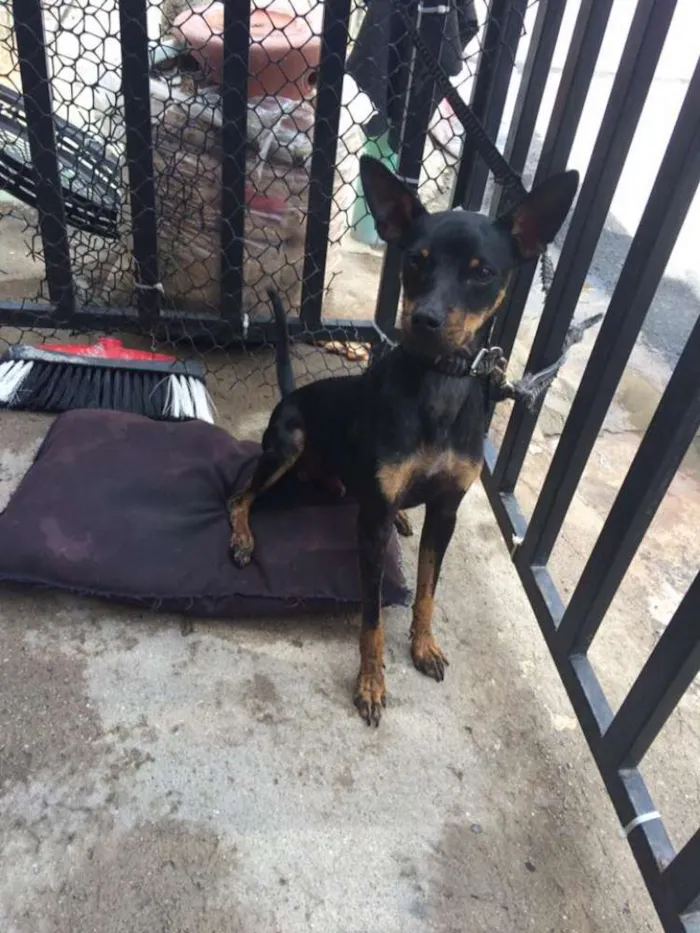 Cachorro ra a mistura de pinscher com cofap idade 1 ano nome duke 