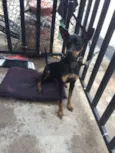 duke