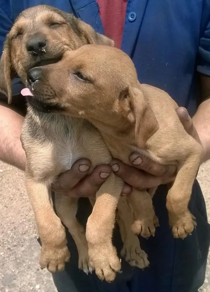 Cachorro ra a SRD idade 2 a 6 meses nome Sem nome