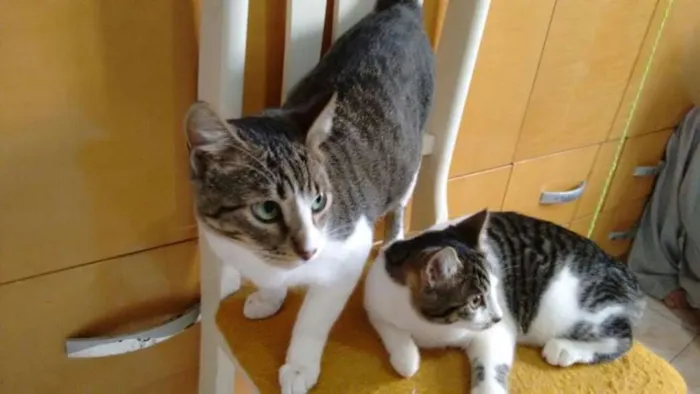 Gato ra a SRD idade 2 a 6 meses nome Mamãe e bebê