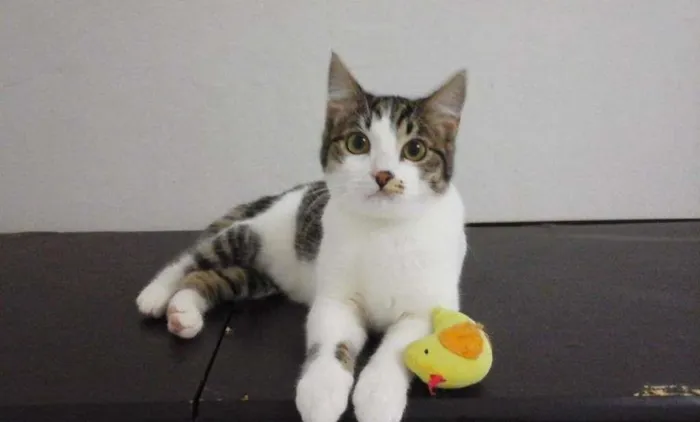 Gato ra a SRD idade 2 a 6 meses nome Mamãe e bebê