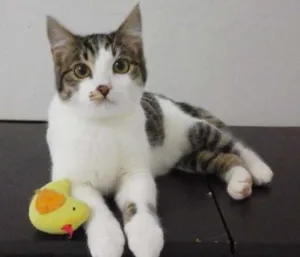 Gato raça SRD idade 2 a 6 meses nome Mamãe e bebê
