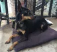 duke