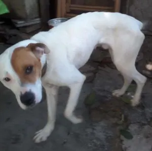 Cachorro raça Pitbull com Labrador idade 1 ano nome Marley