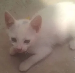 Gato raça  idade 2 a 6 meses nome Sem nome