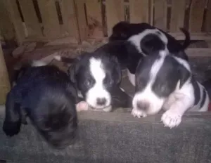 Cachorro raça basset com vira-lata idade Abaixo de 2 meses nome sem nome