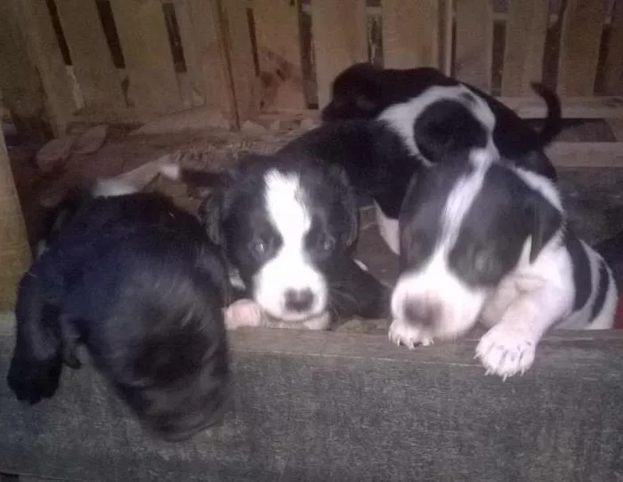Cachorro ra a basset com vira-lata idade Abaixo de 2 meses nome sem nome
