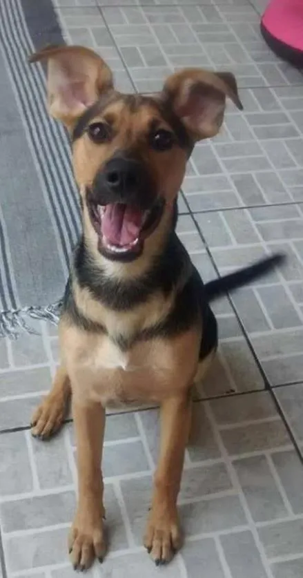 Cachorro ra a SRD idade 2 a 6 meses nome Milla