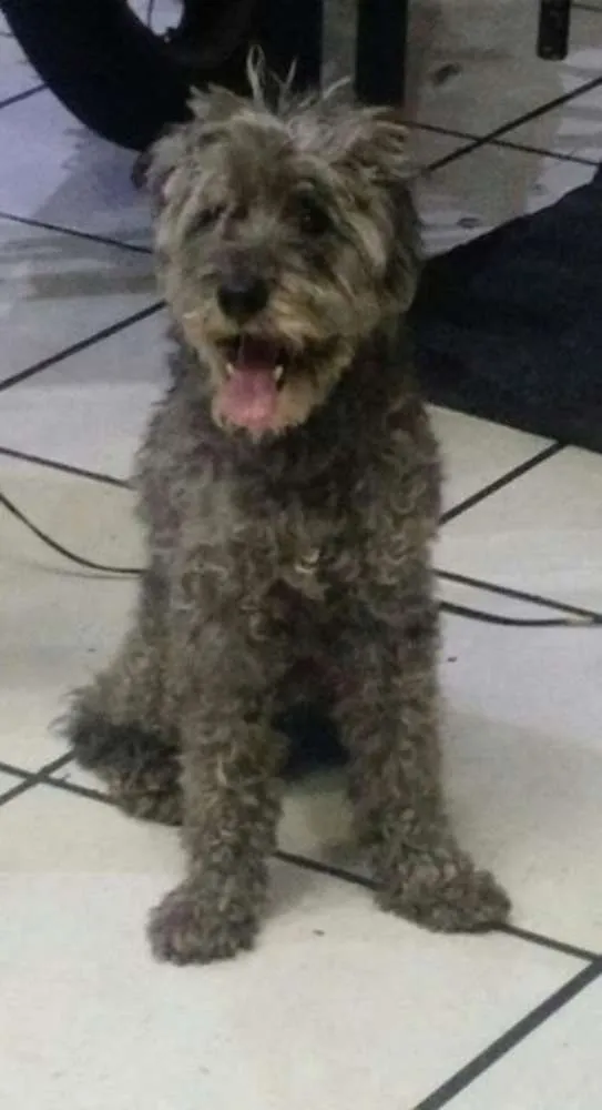 Cachorro ra a Poodle Toy idade 4 anos nome SEM NOME