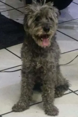 Cachorro raça Poodle Toy idade 4 anos nome SEM NOME