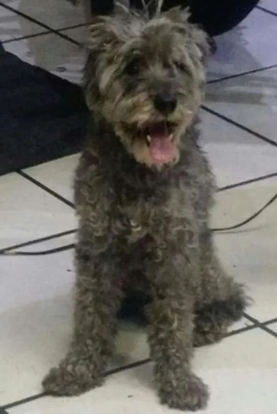 Cachorro ra a Poodle Toy idade 4 anos nome SEM NOME