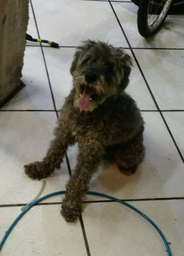 Cachorro ra a Poodle Toy idade 4 anos nome SEM NOME