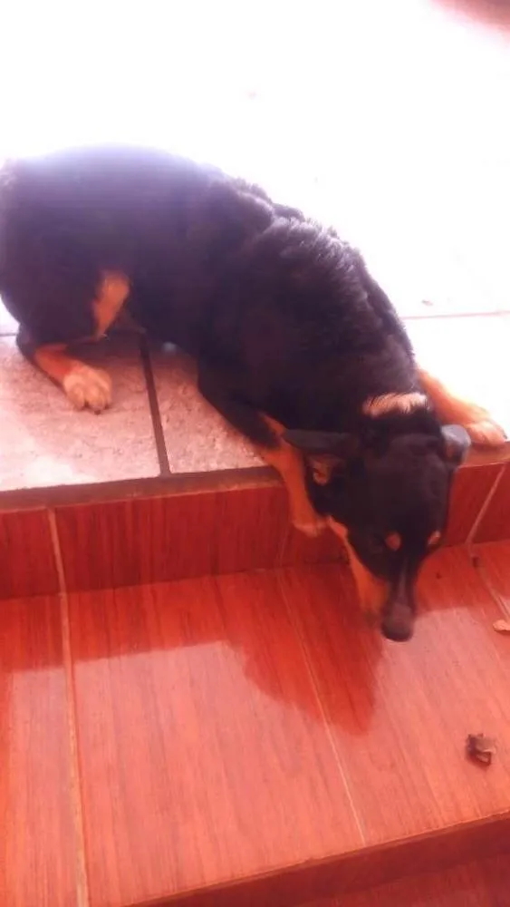Cachorro ra a Vira-lata idade 7 a 11 meses nome Valente